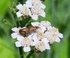 362596 – Photo : Thibaud Daumal – France (95)